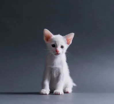 网红达人 2